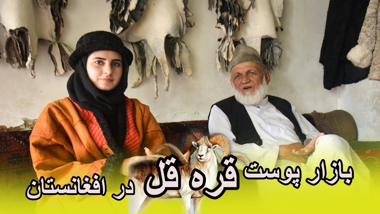 گزارش از حاجی اکبر زرگر و نیلوفر رحمانی در مورد پوست قره قل. Report of Haji Akbar Zargar and Nilufar