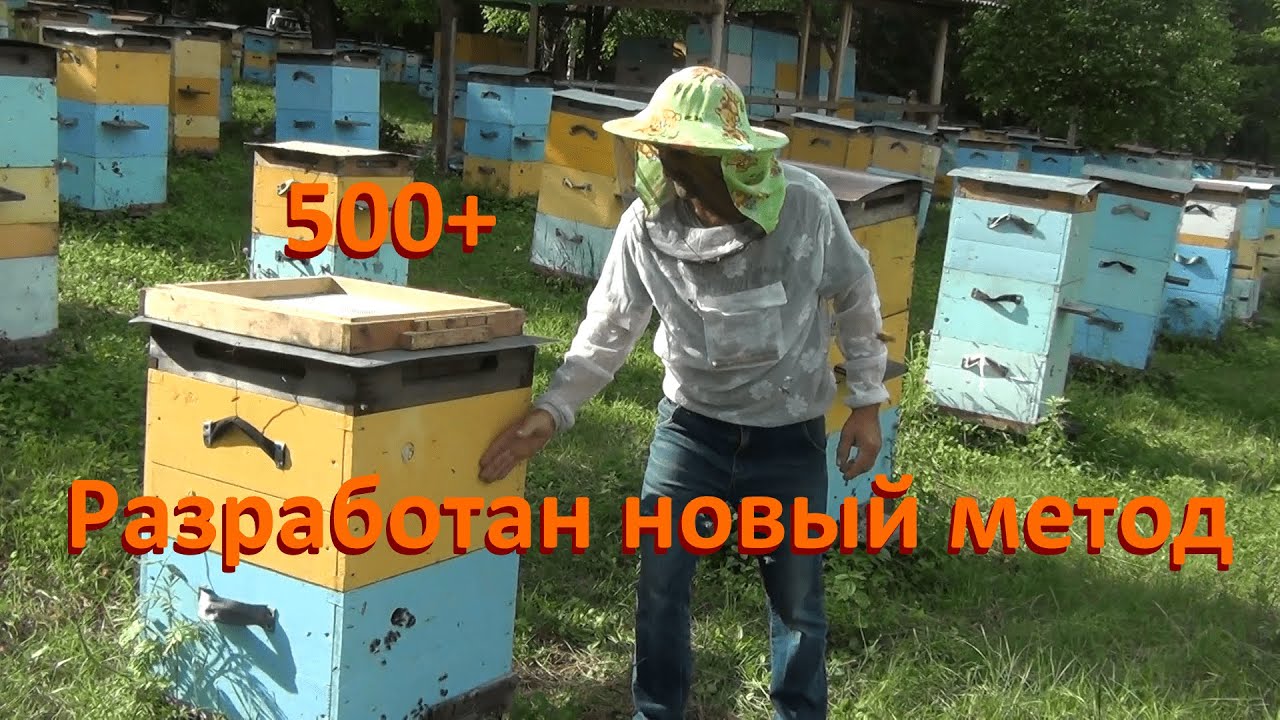 500+ Новый метод содержания основных семей с матками помощницами.