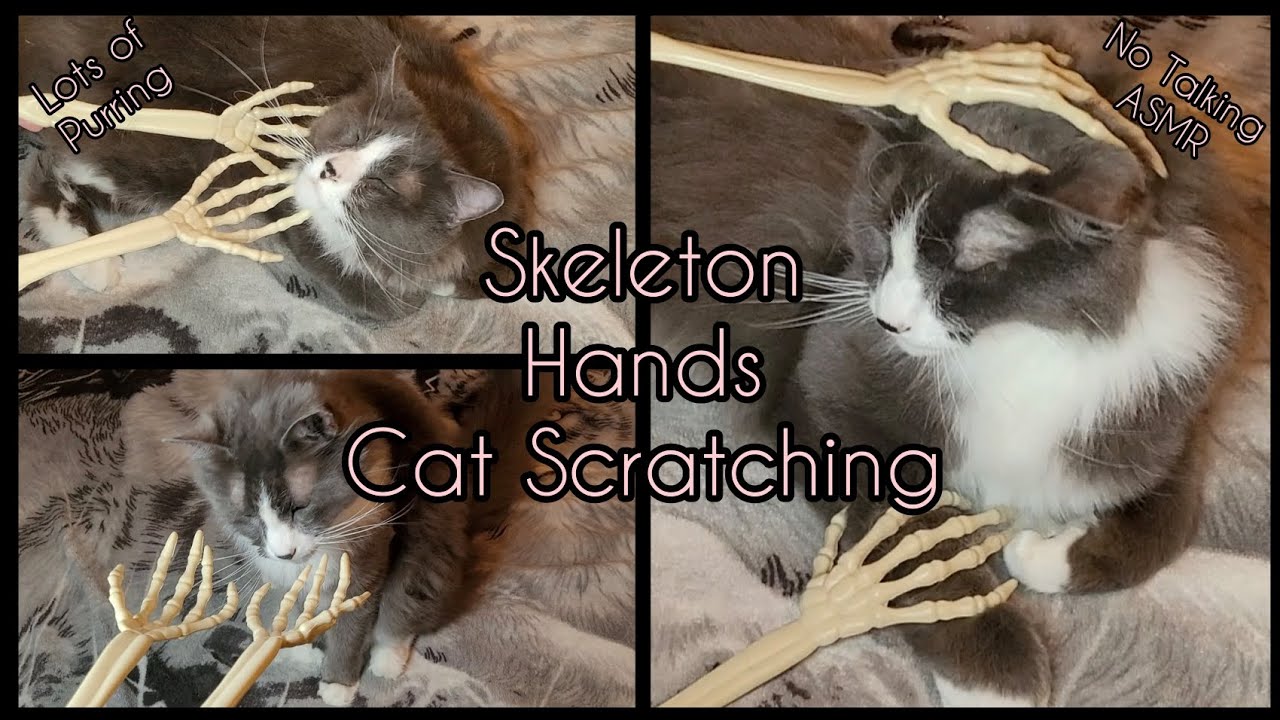 ASMR | Halloween Skeleton Hands Cat Scratching with LOTS of Purring | NO TALKING | #asmr #asmrbyroxy