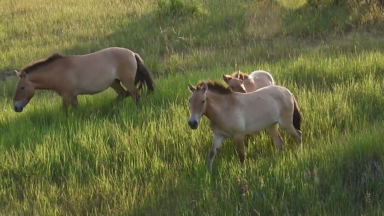 Wild Przewalski's Horses Roam Free in Chornobyl's Forgotten Lanscapes