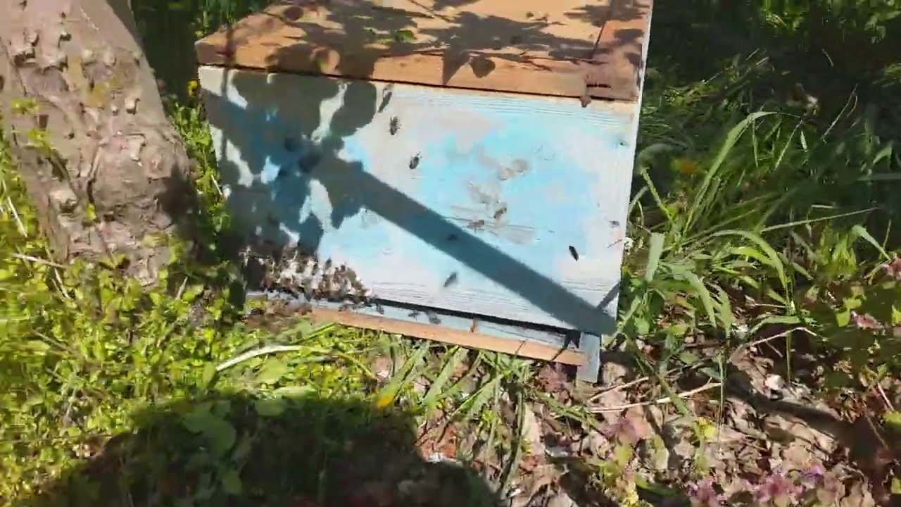 Pčelarstvo. Karakteristika maja je roj pčela