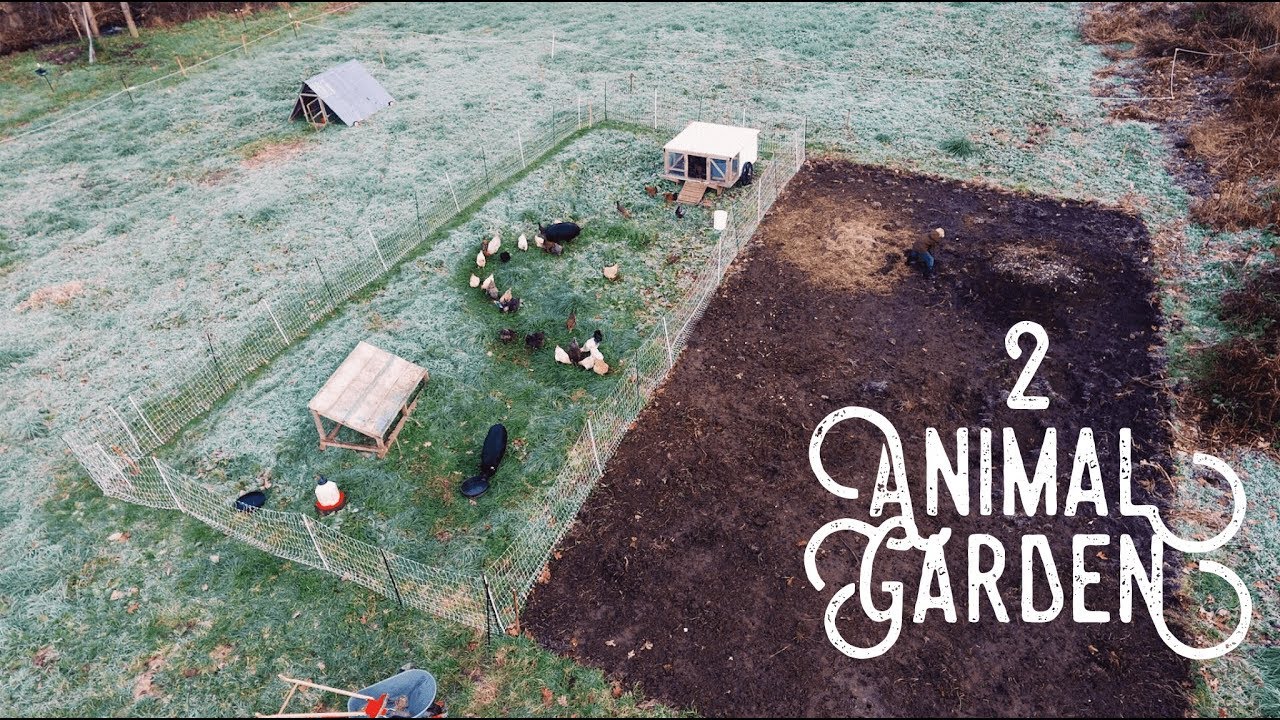 How 2 Pigs + 30 Chickens Prepped my Garden
