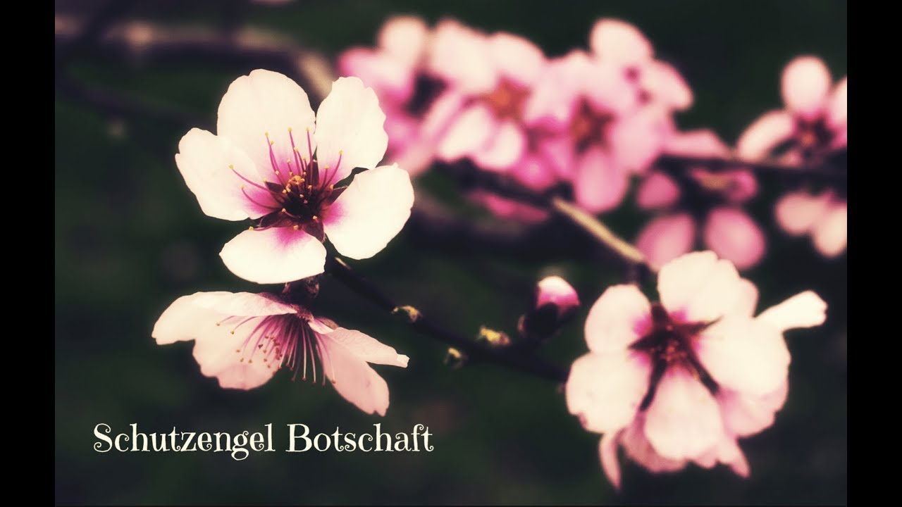 Schutzengel Botschaft ❤️