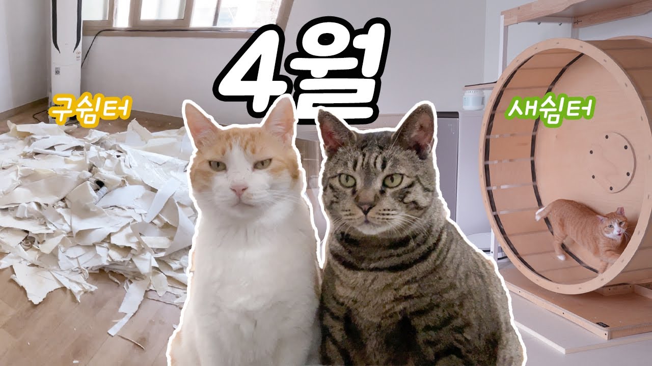 무겐의냥다큐 4월 모아보기: 구쉼터 마지막 이야기, 새쉼터 첫 번째 봄