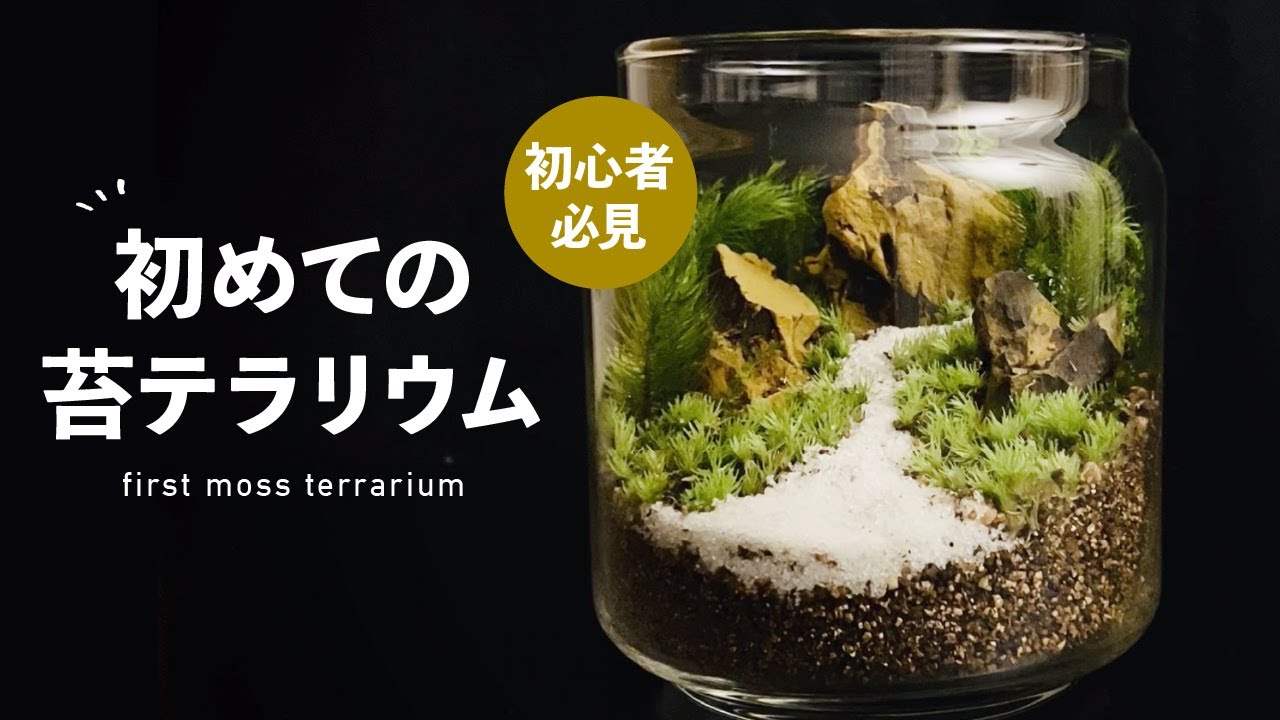 初めての苔テラリウム　first moss terrarium