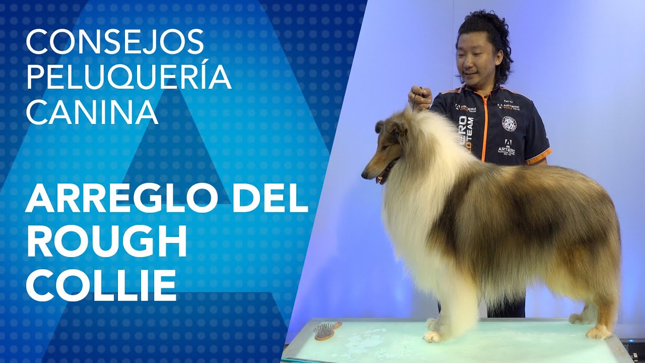 Peluquería Canina del Rough Collie por Fan Yu