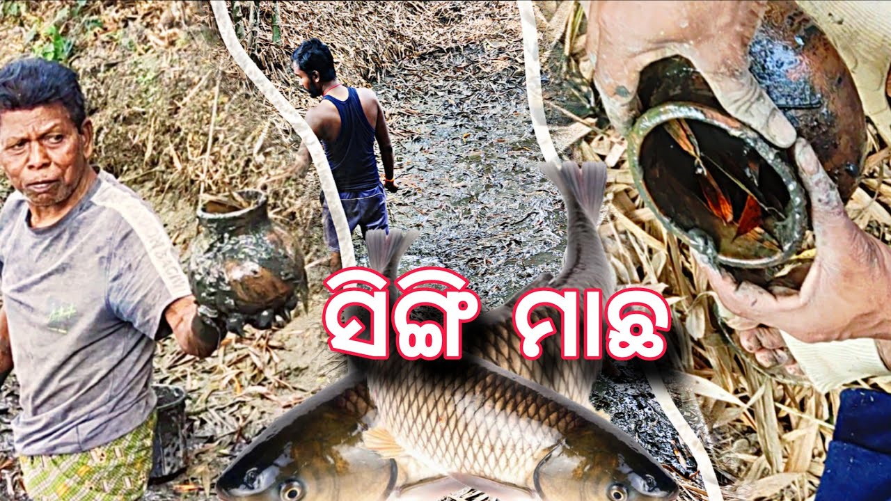 Dengerous fish || ସିଙ୍ଗି ମାଛ 🐬🐬