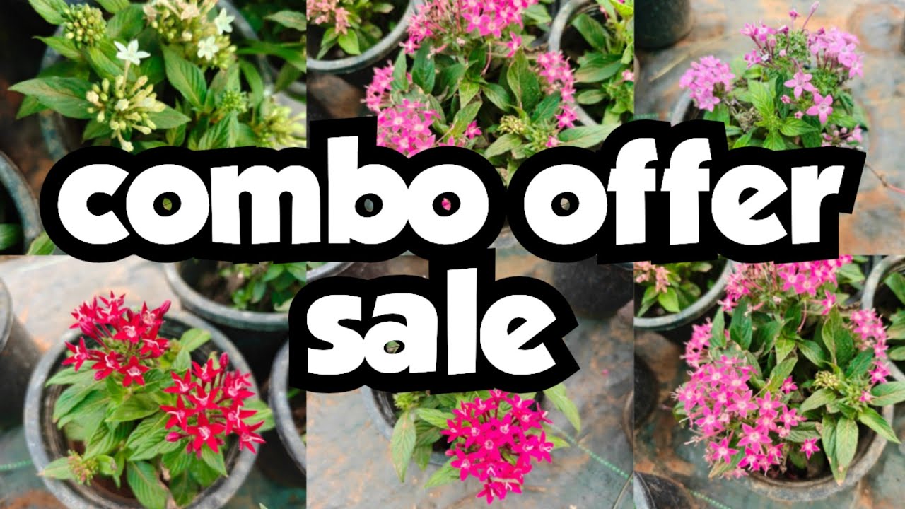Combo offer sale||sera's gardens||08-03-26