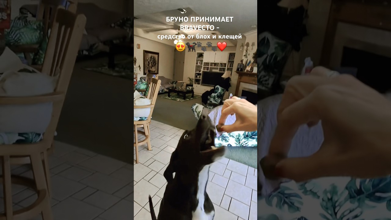 🐕‍🦺BRUNO TAKES BRAVECTO❤️