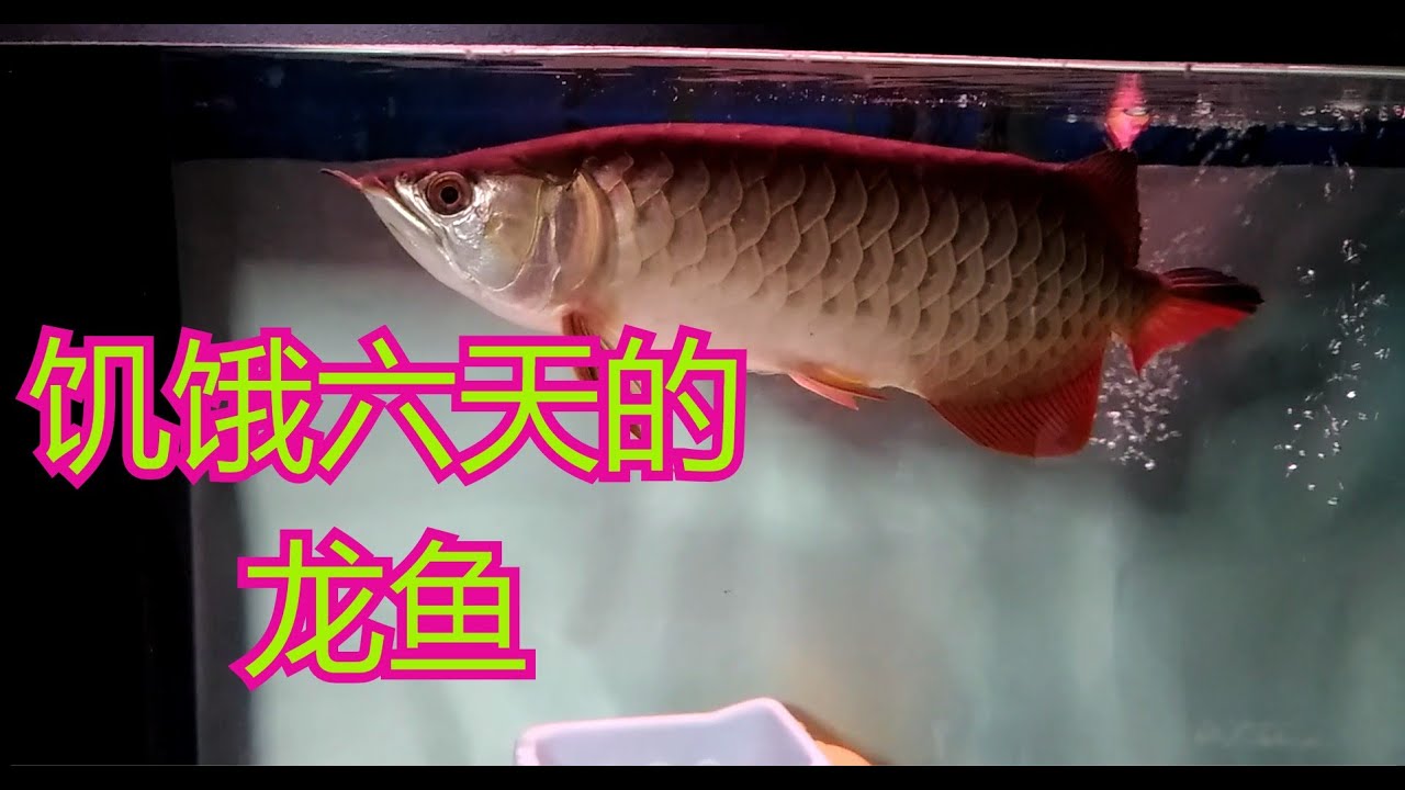 饿了六天的龙鱼 看它还敢绝食吗