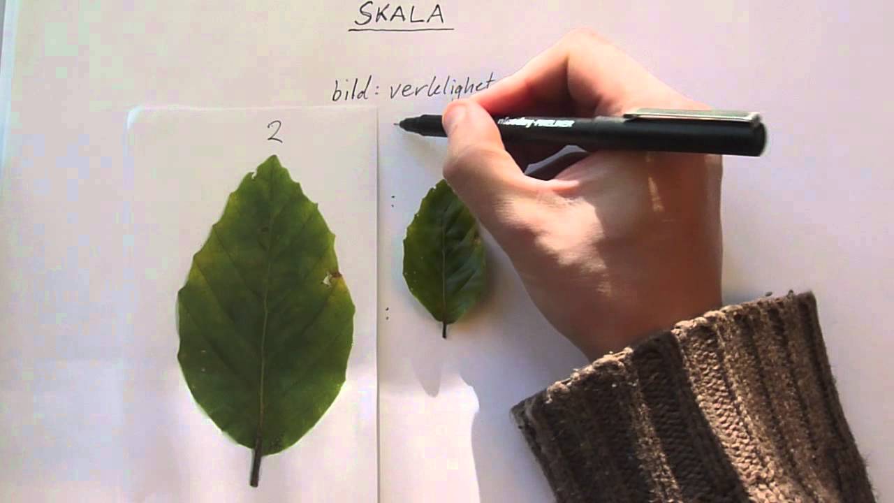 Skala