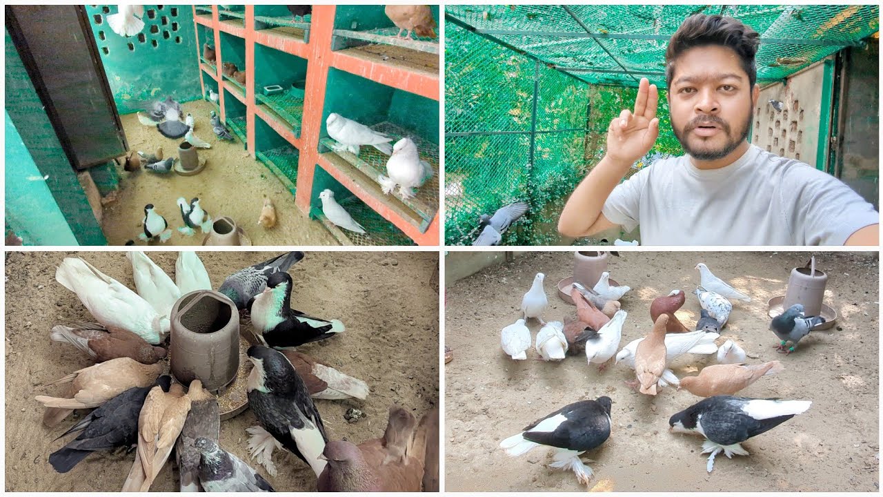 আমাদের কবুতর খামারে এটাই জটিল কষ্টকর 😟