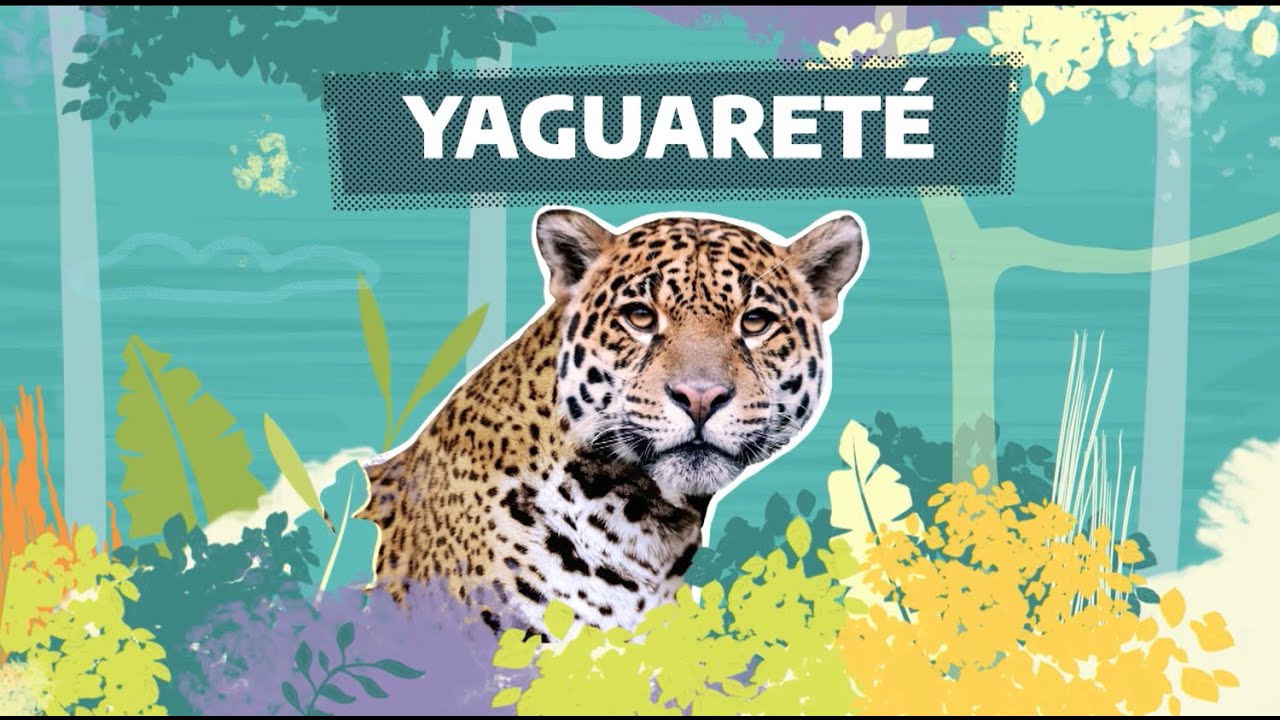 #FaunaNativa | Ep. 4 – Yaguareté
