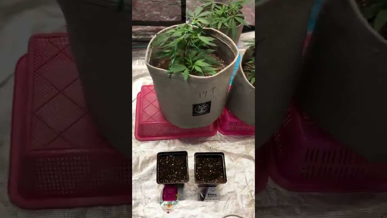 Dutch passion Bubba island kush and Royal queen seeds Critical germination