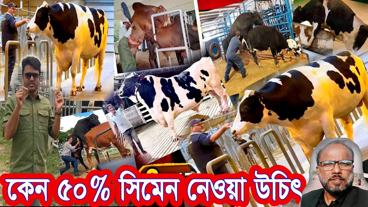 কেন ৫০% সিমেন নেওয়া উচিত? জানালেন শানে খোদা | Agriculture News