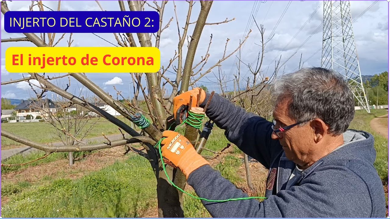 Injerto del castaño 2: El Injerto de Corona.