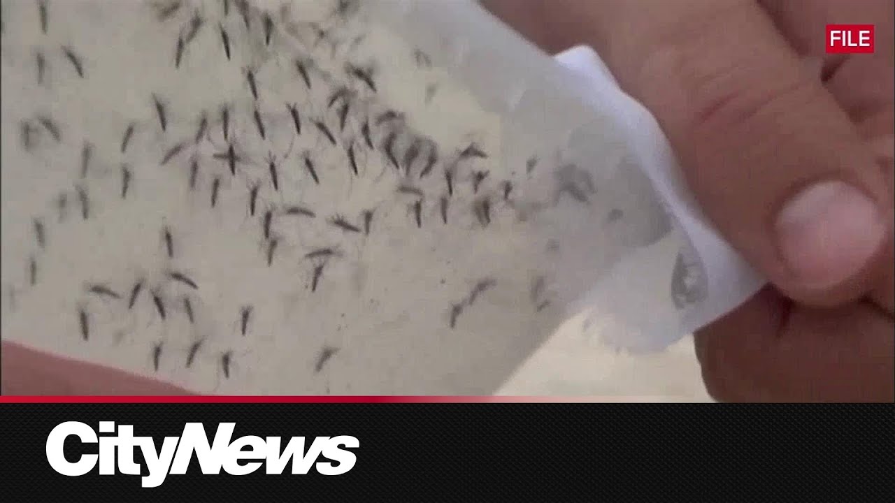 Mosquito season underway in Winnipeg