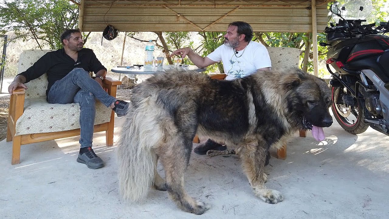 DÜNYAYA MEYDAN OKUYAN KAFKAS ÇOBAN KÖPEĞİ ORKAN BATUHAN TÜTÜN