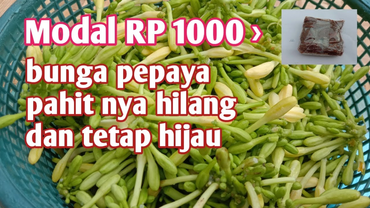 cara menghilangkan pahit pada bunga pepaya,cuma modal 1000