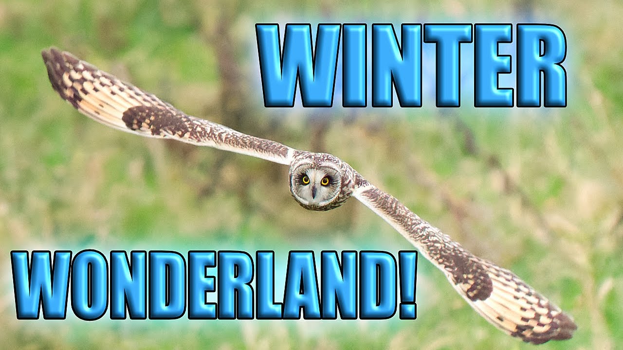 Discover the Secrets of Bempton Cliffs: A Winter Wonderland