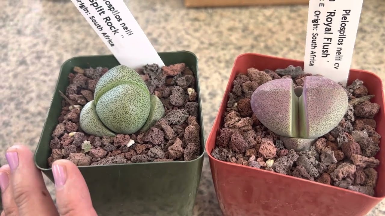 Low water need succulents:  Selected plants like 