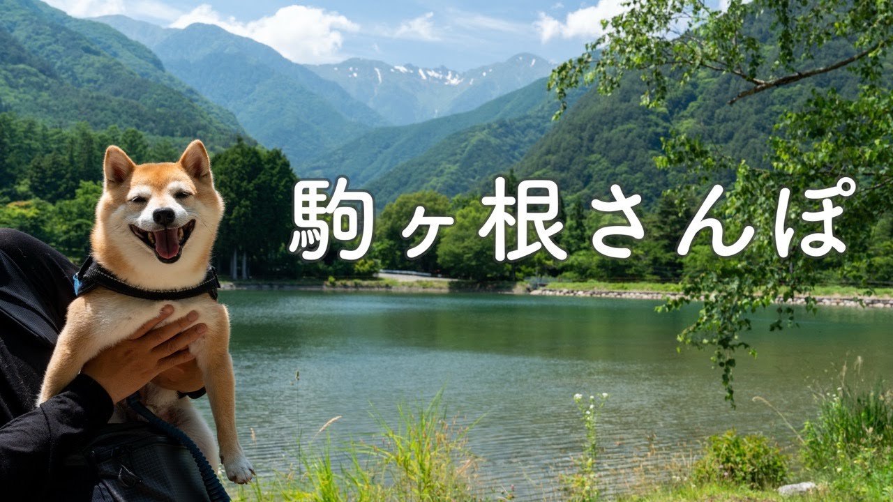 【犬とお出かけvlog】早太郎さんに会いに駒ヶ根へ｜ご当地グルメと観光（長野）