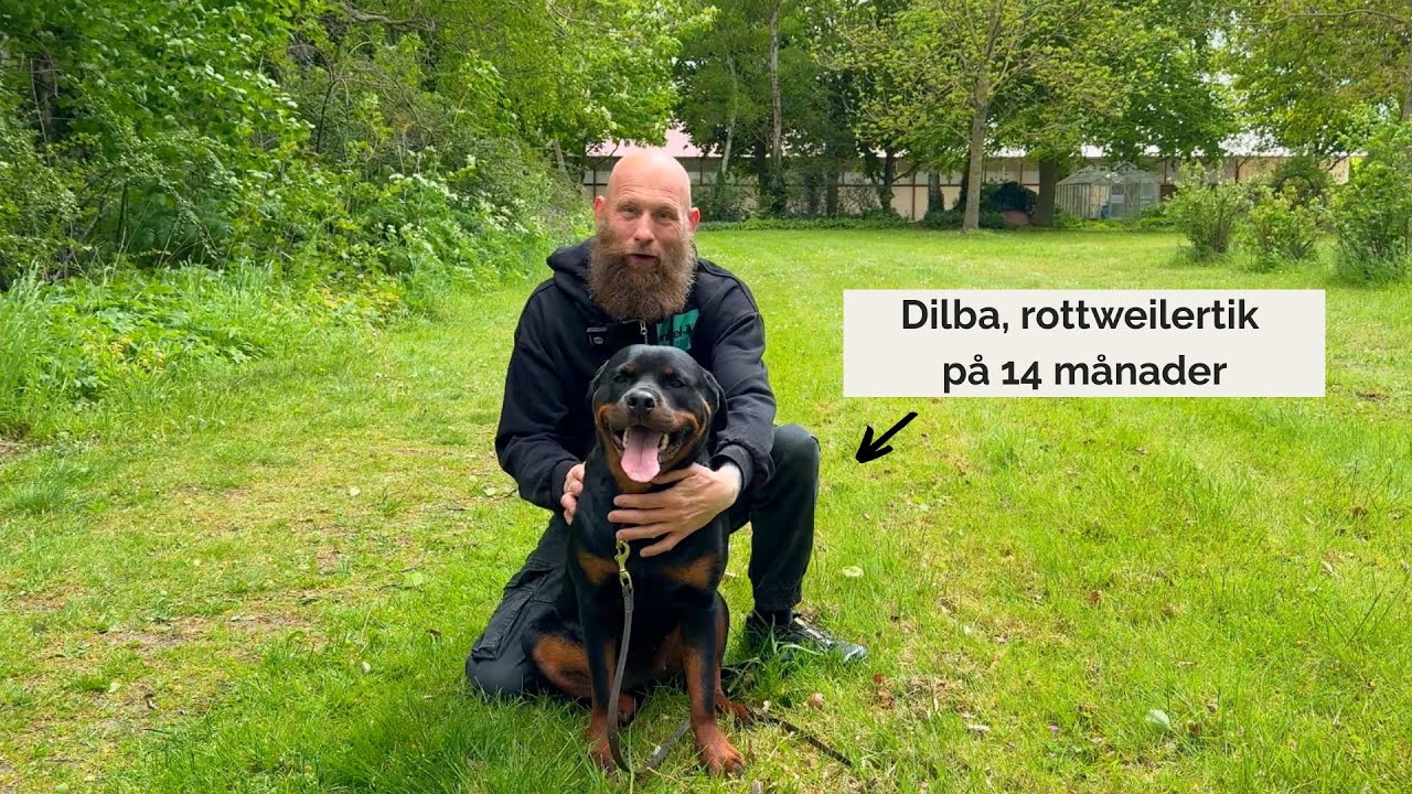 Det HÄR gör vi på promenader för att forma en trygg och stabil unghund
