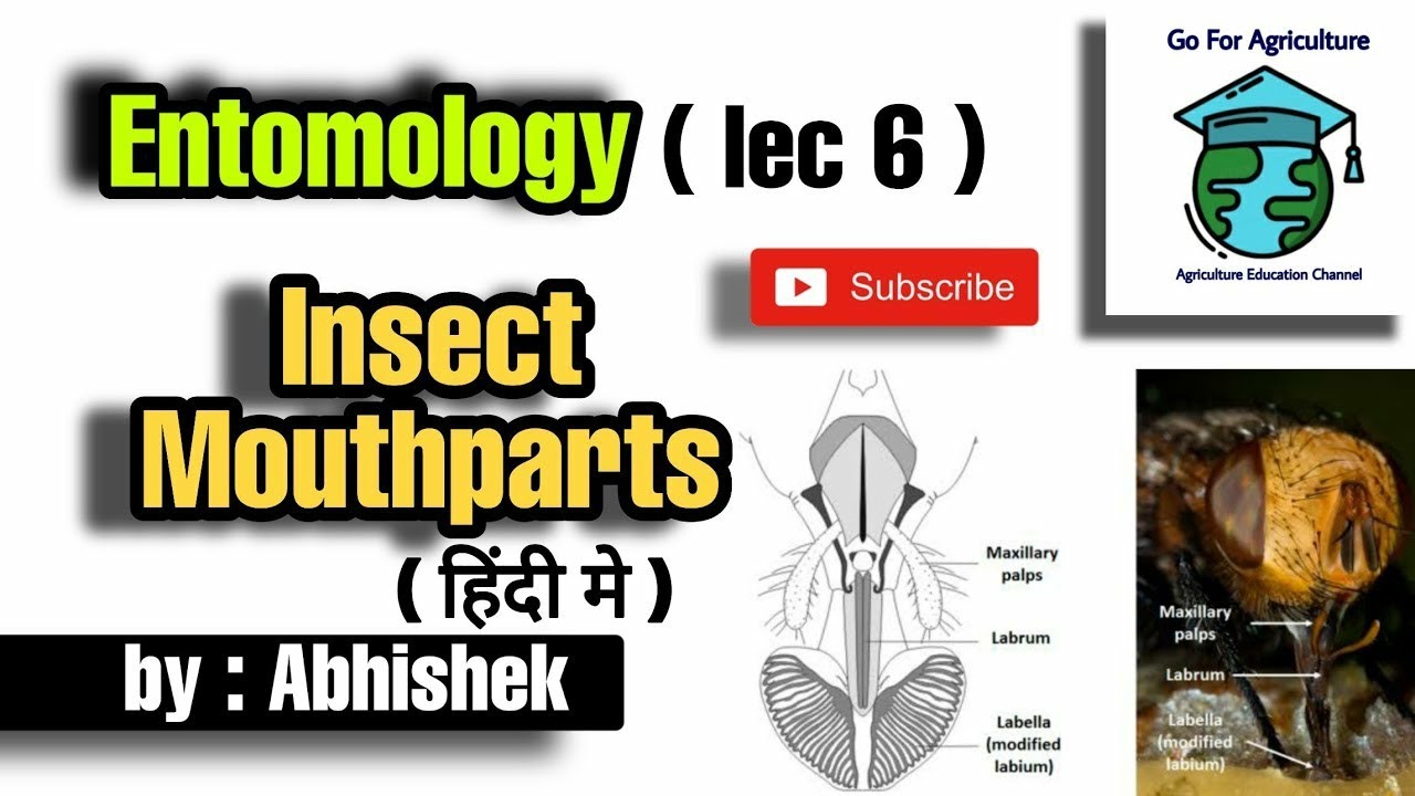 Insect mouth parts | Types and classification | Hindi | Entomology lec 6 | Go for Agriculture