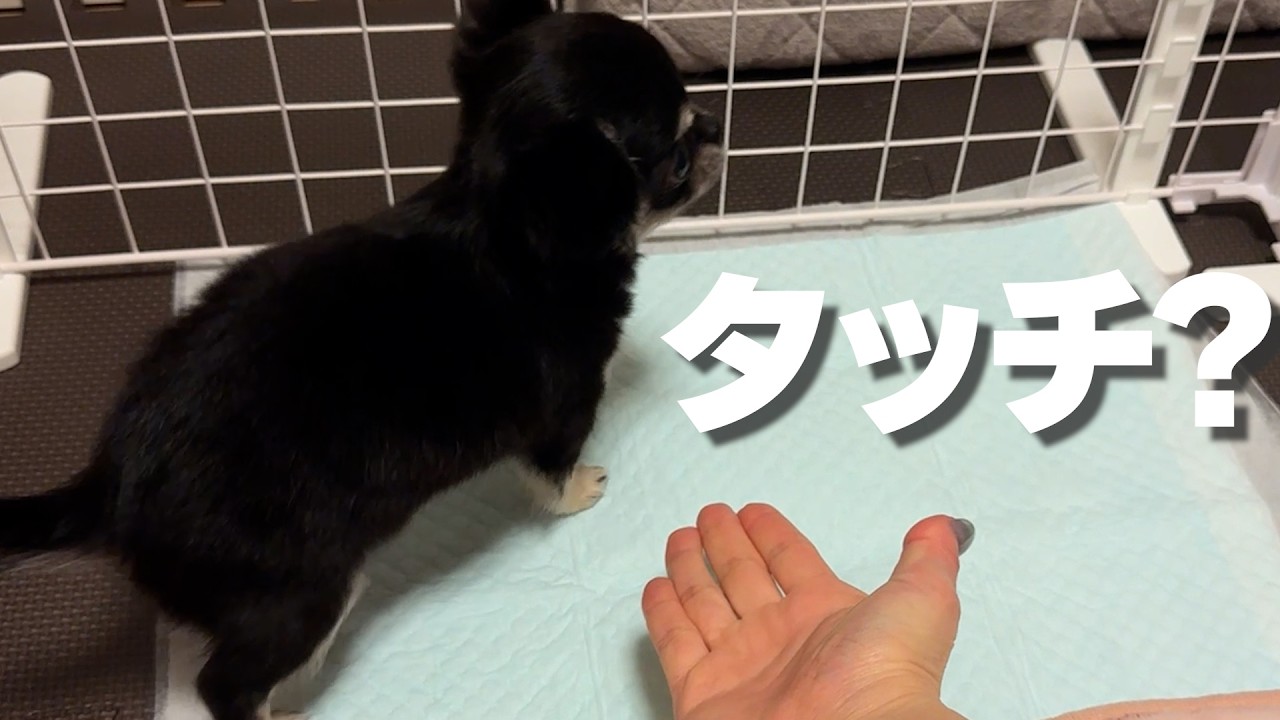 生後2ヶ月の子犬チワワ、タッチが聞こえません