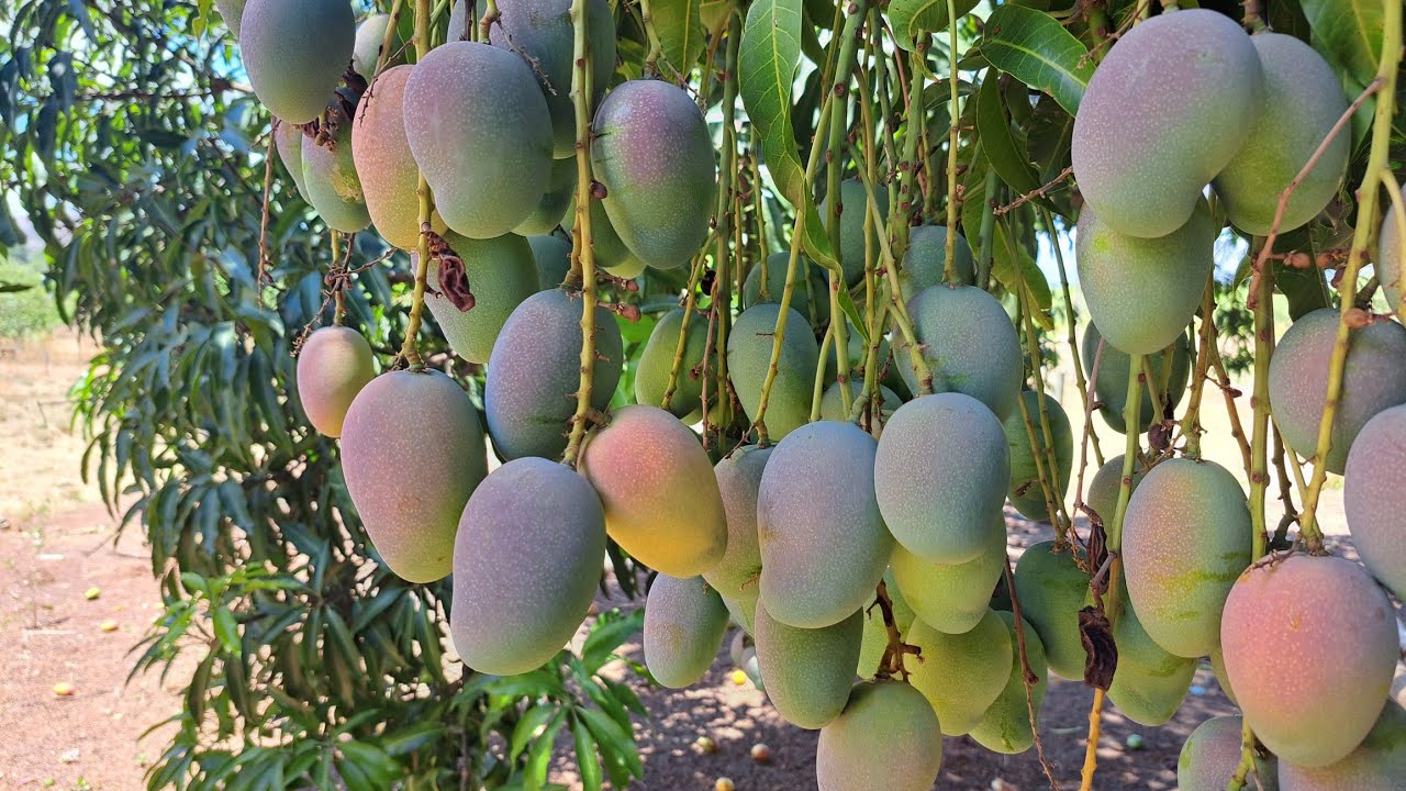 Variedades de Frutíferas produzindo atualmente no quintal do 