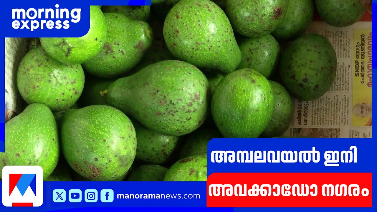 അവക്കാടൊ നഗരമായ  അമ്പലവയല്‍ ​| Wayanad  | Avacado | ambalavayal