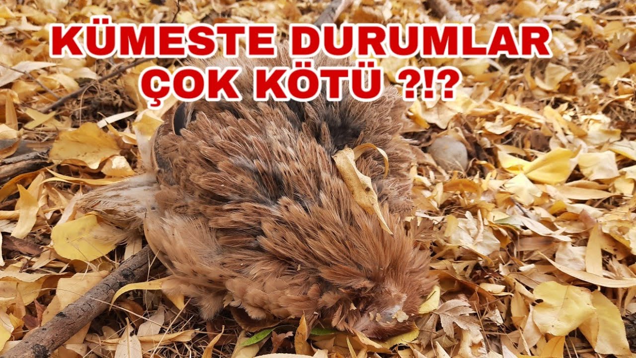 KÜMESTE DURUMLAR ÇOK KÖTÜ ?!?#fizan #habeş #hint #ispenç #aracuana #amerucana