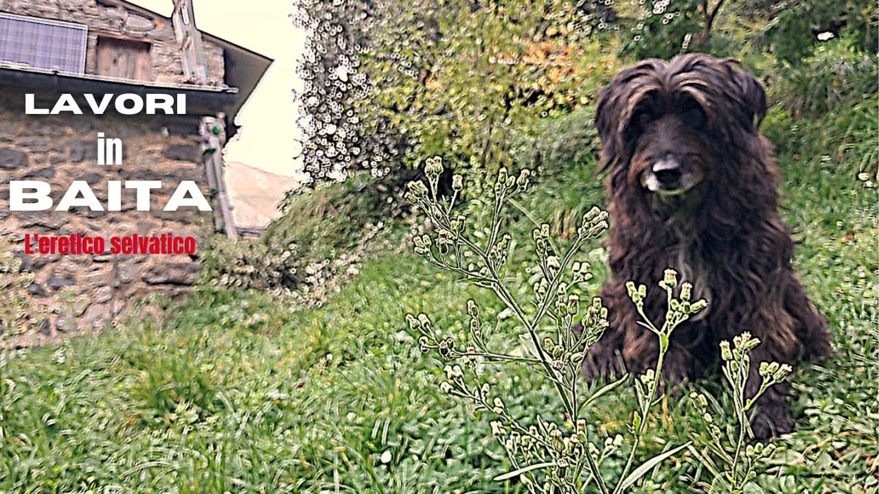 Prima accensione STUFA BAITA, PAVIMENTO in PIETRA, CARBONARA,  semino LUPINI. Relax e natura. ASMR