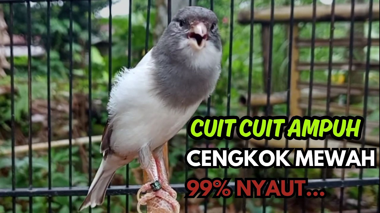 KENARI GACOR  Cuit CUIT BIRAHI SUARA Kenari MASTERAN TERBAIK UNTUK PANCINGAN & MASTERAN Kenari PAUD