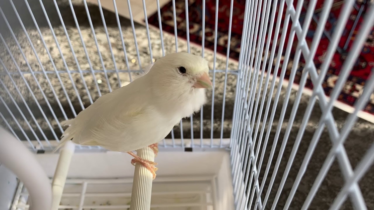 American Singer Male Canary training