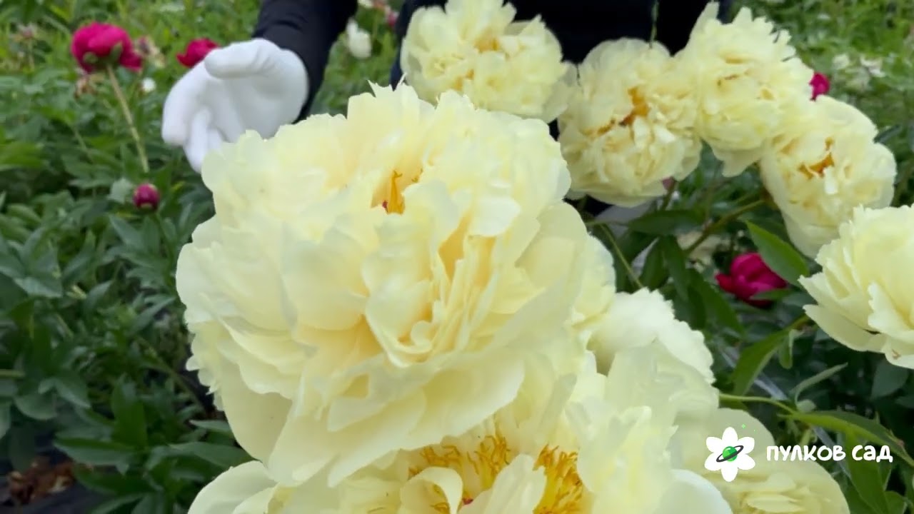 Seidl's Super peony. Сейдл'с Супер пион. Пулков сад (2025 г.)