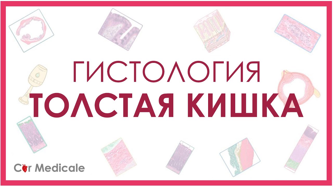 Гистология толстой кишки