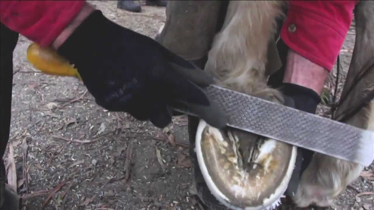 Barefoot Maintenance Trim with Wild Knife- Natural Hoof Care