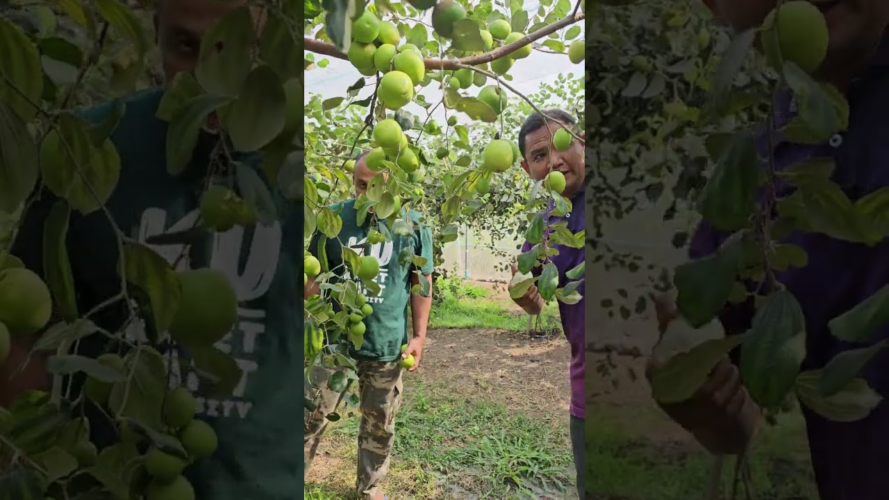 อร่อยสมคำร่ำลือ กับพุทราสวนนี้ สวนลุงล้านอำเภอโนนสุวรรณจังหวัดบุรีรัมย์