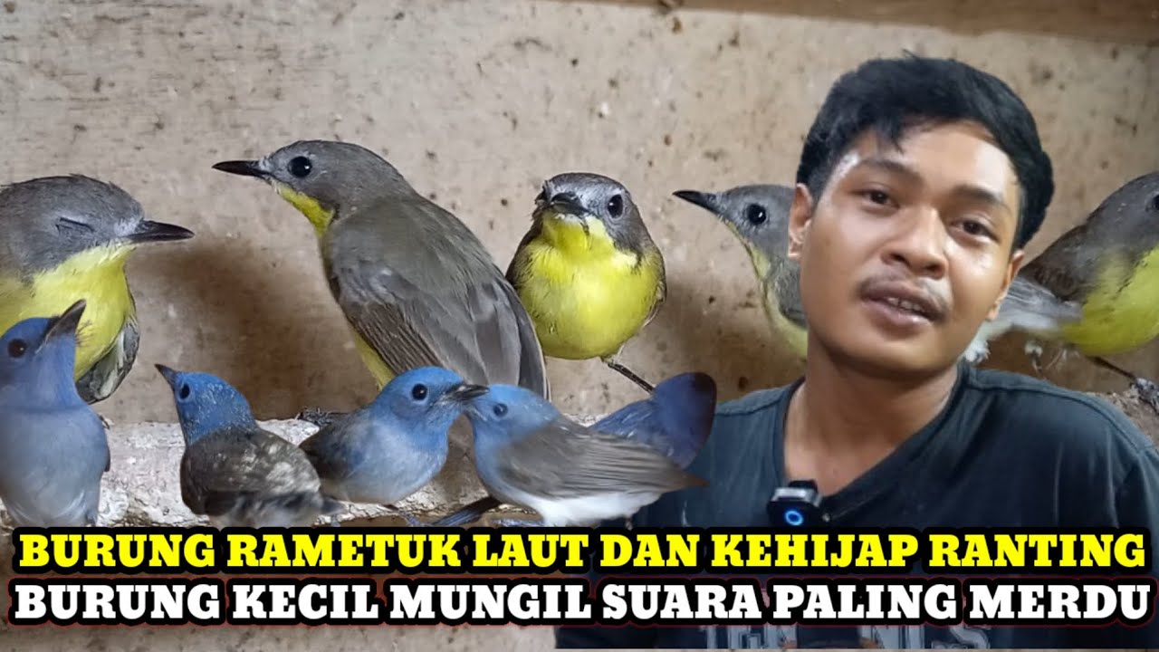 RAMETUK LAUT TERSEDIA!!UPDATE HARGA BURUNG DIKIOS HAJI SUWARNO PASAR BURUNG PRAMUKA HARI INI