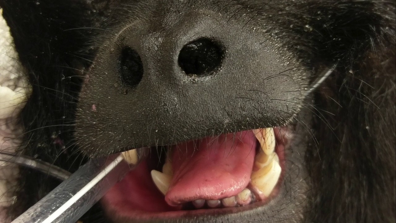 Have You Ever Seen an X-ray of a Howler Monkey Skull?