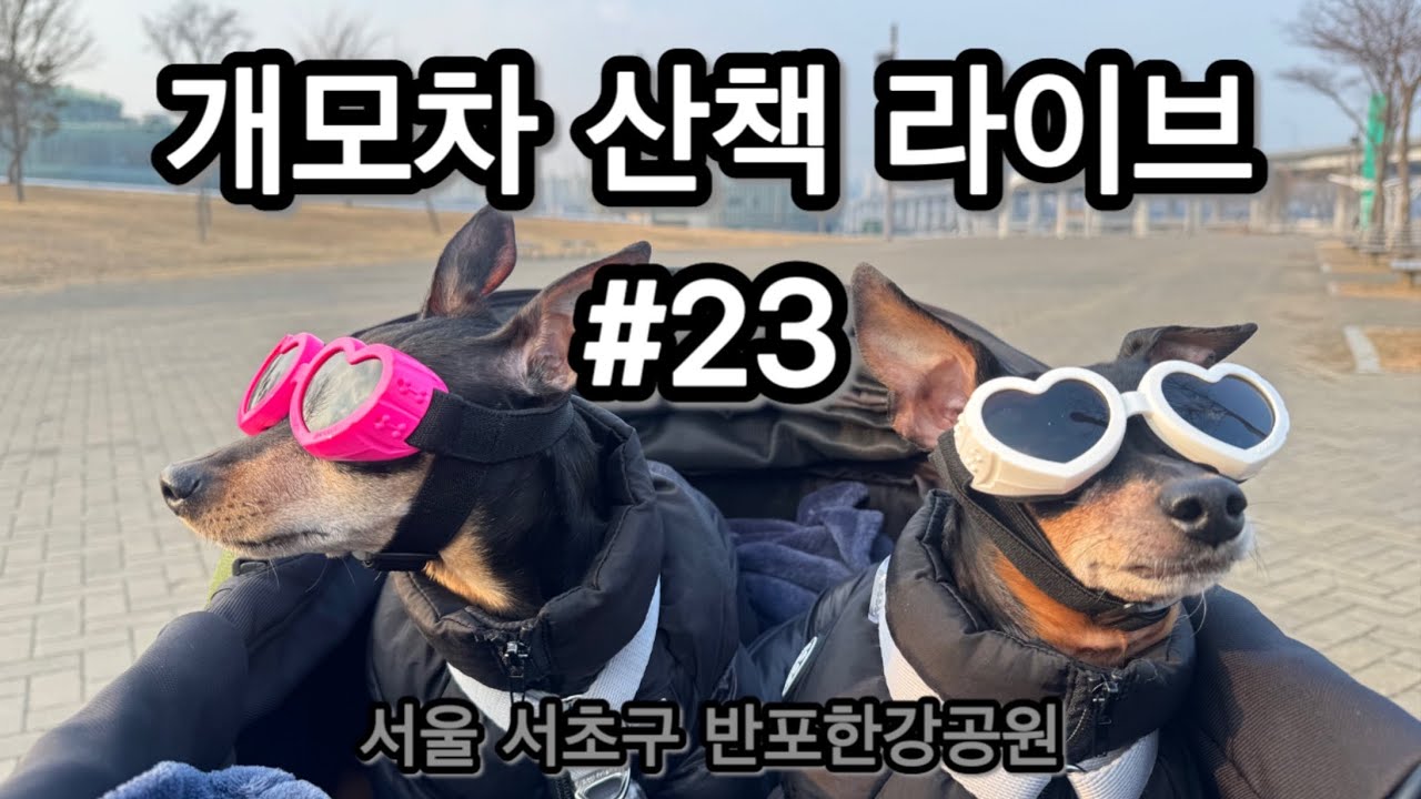 스노보드 응원 산책라이브 ❄️ 반포한강공원 | 겨울 한강 바람 LIVE