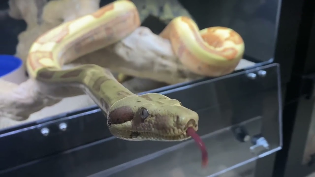 VPI Jungle Sunglow (Junglow) Boa