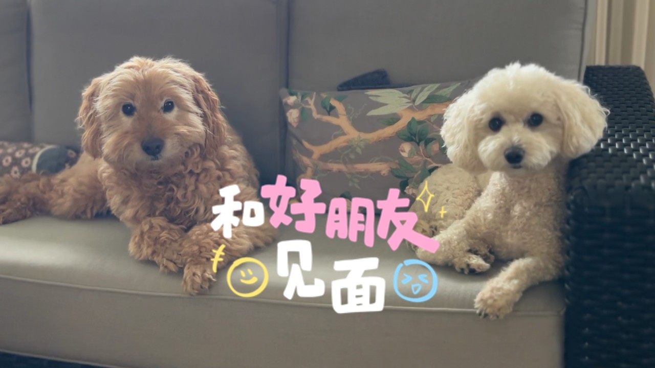 听说要去见Callie 皮皮催着走