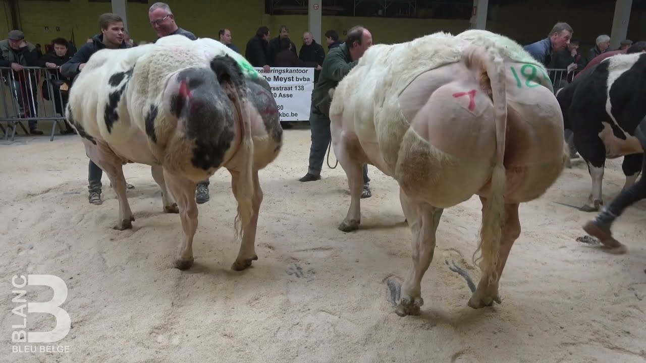 AFFLIGEM 2019