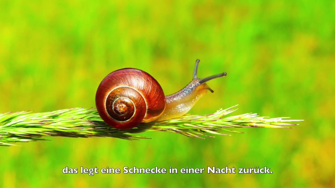 Waldorflieder | Die Schnecken | Frühling | Tierlieder