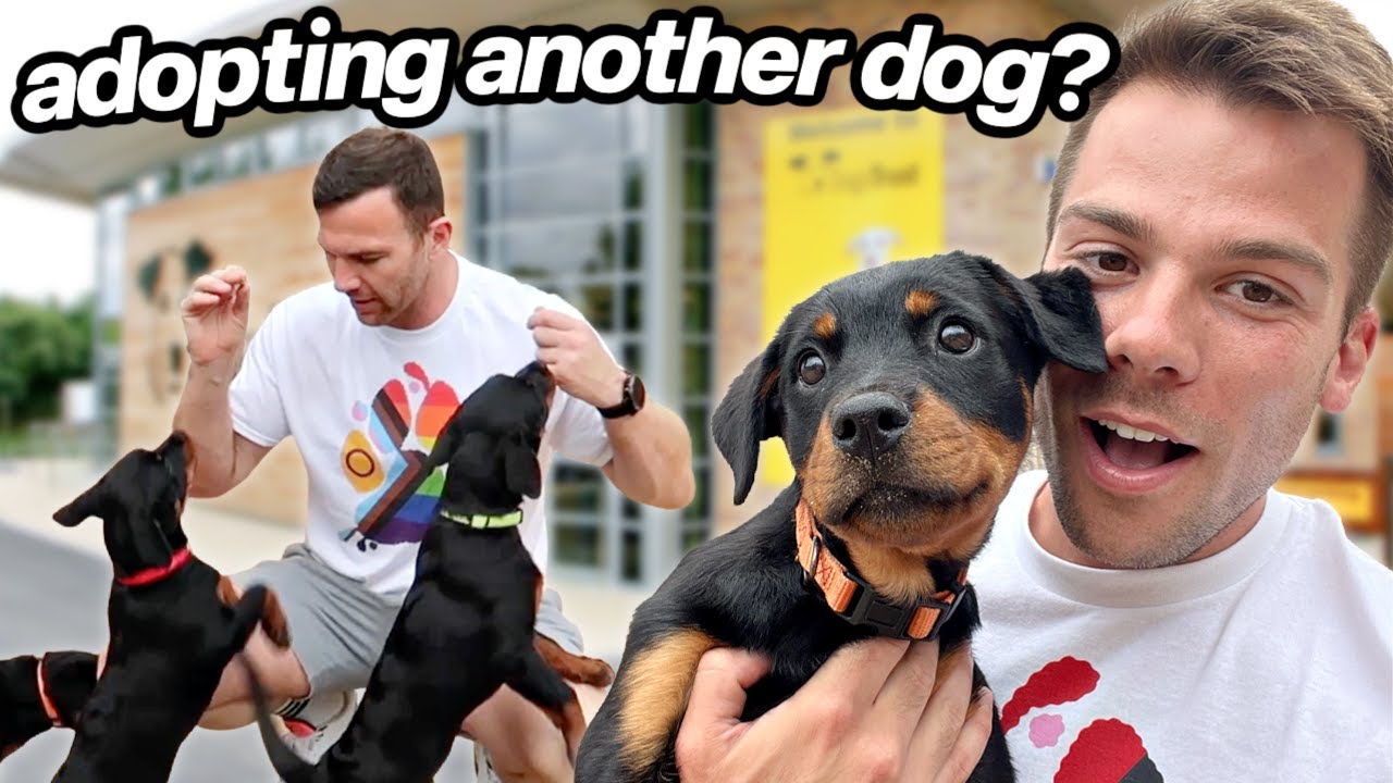 REHOMING ROTTWEILER PUPPIES & Behind the Scenes Tour at Dogs Trust, Leeds