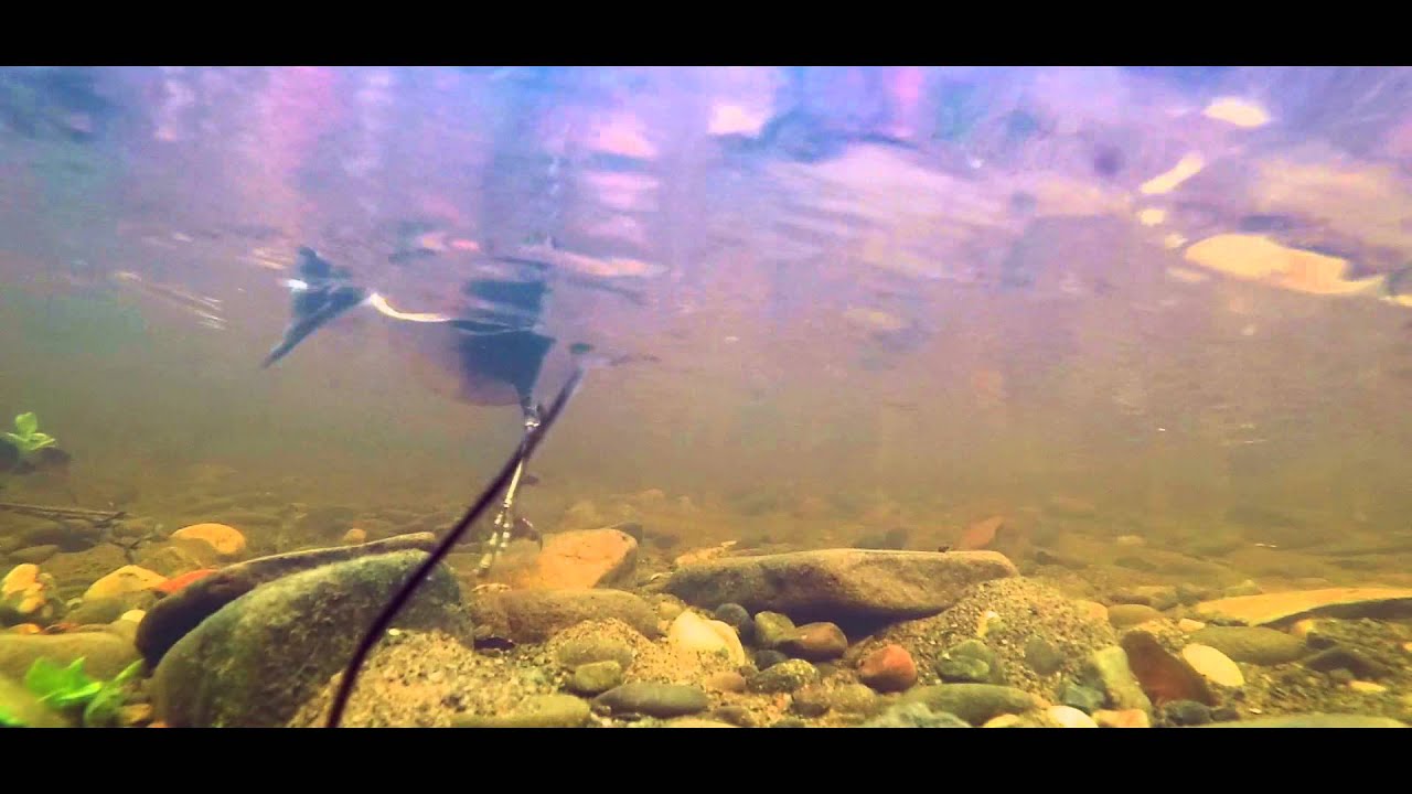 The Wild Trossachs - King of the Endrick          HD