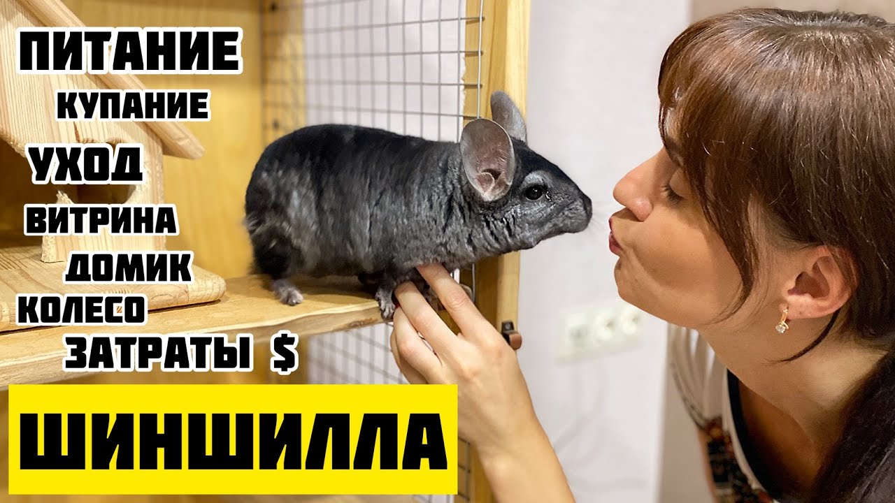 Шиншилла: уход, еда, купание, клетка, затраты и цена