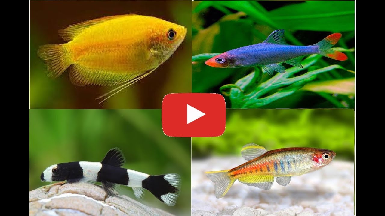 Acuario comunitario Asiático (OPCIONES 2)